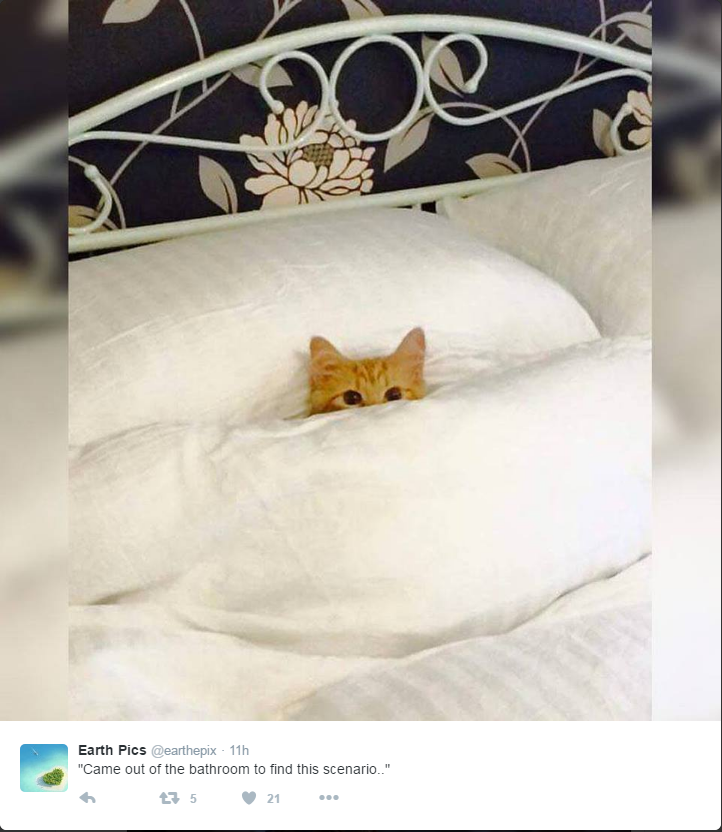 Orange Kitten peeking out from under covers on somebody's nice white bed.
