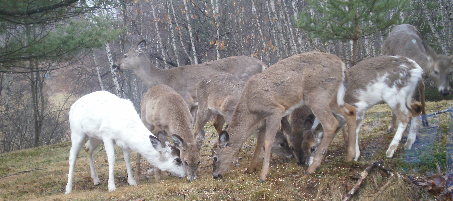 White Deer w/committee