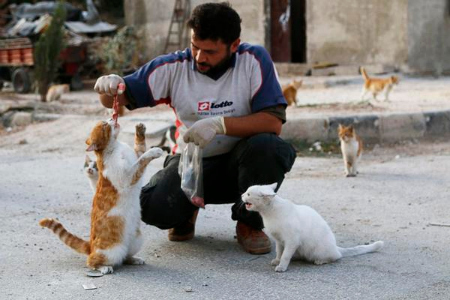 Man Feeding Cats.