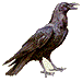 Crow