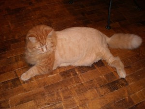 Cat with a strange haircut